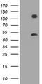 MAGE-3 antigen antibody, TA800802S, Origene, Western Blot image 