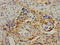 Interleukin 12A antibody, LS-C670504, Lifespan Biosciences, Immunohistochemistry paraffin image 