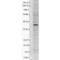 Potassium Voltage-Gated Channel Subfamily J Member 2 antibody, SMC-310D-A680, StressMarq, Western Blot image 