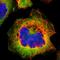 FAS antibody, HPA006461, Atlas Antibodies, Immunofluorescence image 