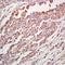 Trafficking Kinesin Protein 1 antibody, orb4795, Biorbyt, Immunohistochemistry paraffin image 