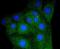 Myoglobin antibody, NBP2-67599, Novus Biologicals, Immunofluorescence image 