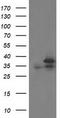 Cyclin Dependent Kinase 2 antibody, LS-C337375, Lifespan Biosciences, Western Blot image 