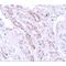 Tectonic Family Member 1 antibody, LS-C115866, Lifespan Biosciences, Immunohistochemistry paraffin image 