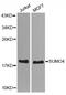 Small Ubiquitin Like Modifier 4 antibody, PA5-76694, Invitrogen Antibodies, Western Blot image 