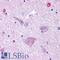Melatonin-related receptor antibody, LS-A751, Lifespan Biosciences, Immunohistochemistry frozen image 