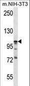 Dystroglycan 1 antibody, LS-C167263, Lifespan Biosciences, Western Blot image 