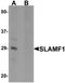 Signaling lymphocytic activation molecule antibody, TA319706, Origene, Western Blot image 