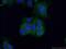 Caspase 7 antibody, 27155-1-AP, Proteintech Group, Immunofluorescence image 