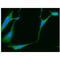 Enolase 2 antibody, GTX57594, GeneTex, Immunofluorescence image 