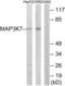 Mitogen-Activated Protein Kinase Kinase Kinase 7 antibody, LS-B12437, Lifespan Biosciences, Western Blot image 