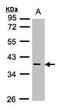 MCL1 Apoptosis Regulator, BCL2 Family Member antibody, PA5-27597, Invitrogen Antibodies, Western Blot image 