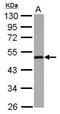 Autophagy Related 4B Cysteine Peptidase antibody, PA5-30462, Invitrogen Antibodies, Western Blot image 