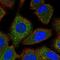 FA Complementation Group G antibody, NBP2-55543, Novus Biologicals, Immunocytochemistry image 