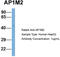 Adaptor Related Protein Complex 1 Subunit Mu 2 antibody, TA340065, Origene, Western Blot image 