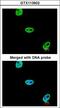 SUMO1 Activating Enzyme Subunit 1 antibody, LS-C186319, Lifespan Biosciences, Immunocytochemistry image 