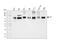 Splicing Factor 1 antibody, M01009-1, Boster Biological Technology, Western Blot image 