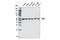 Autophagy Related 5 antibody, 9980S, Cell Signaling Technology, Western Blot image 