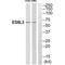 EPS8 Like 3 antibody, MBS9406112, MyBioSource, Western Blot image 