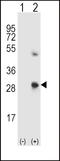 SPARC antibody, LS-C161424, Lifespan Biosciences, Western Blot image 