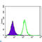 Ataxin 1 antibody, LS-C813986, Lifespan Biosciences, Western Blot image 