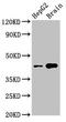 Serine/Threonine Kinase 17b antibody, CSB-PA022838LA01HU, Cusabio, Western Blot image 