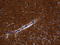 Regulator Of G Protein Signaling 17 antibody, LS-C795905, Lifespan Biosciences, Immunohistochemistry paraffin image 