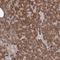 Glutaminyl-tRNA synthase-like protein 1 antibody, HPA029585, Atlas Antibodies, Immunohistochemistry frozen image 