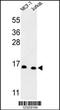 Small Nuclear Ribonucleoprotein D3 Polypeptide antibody, MBS9210606, MyBioSource, Western Blot image 