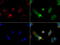 Folate Hydrolase 1 antibody, LS-C796694, Lifespan Biosciences, Immunofluorescence image 