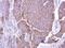ADAM 17 antibody, NBP2-15281, Novus Biologicals, Immunohistochemistry frozen image 