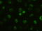 Goosecoid Homeobox antibody, TA500087, Origene, Immunofluorescence image 