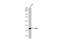 Fructosamine 3 Kinase antibody, GTX107579, GeneTex, Western Blot image 