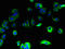Signal Peptidase Complex Subunit 1 antibody, orb356919, Biorbyt, Immunofluorescence image 