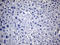 Thyroglobulin antibody, TA804213S, Origene, Immunohistochemistry frozen image 