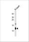 ATP Synthase Peripheral Stalk Subunit F6 antibody, A32371-1, Boster Biological Technology, Western Blot image 