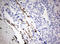 Zinc Finger E-Box Binding Homeobox 1 antibody, LS-C797950, Lifespan Biosciences, Immunohistochemistry frozen image 