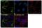 Alkaline Phosphatase, Biomineralization Associated antibody, 702454, Invitrogen Antibodies, Immunofluorescence image 