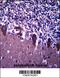 Transducin-like enhancer protein 6 antibody, 57-073, ProSci, Immunohistochemistry frozen image 