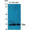 RAN, Member RAS Oncogene Family antibody, LS-C385773, Lifespan Biosciences, Western Blot image 