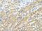 Muscleblind Like Splicing Regulator 1 antibody, orb330162, Biorbyt, Immunohistochemistry paraffin image 