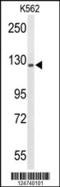 Transcriptional Regulating Factor 1 antibody, TA325102, Origene, Western Blot image 