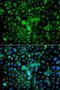 Mitogen-Activated Protein Kinase Kinase 7 antibody, orb48447, Biorbyt, Immunofluorescence image 