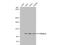 Fibulin 2 antibody, NBP1-33479, Novus Biologicals, Western Blot image 