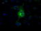 Fc Fragment Of IgG Receptor IIa antibody, LS-C114746, Lifespan Biosciences, Immunofluorescence image 