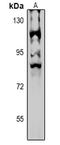 Neuronal PAS Domain Protein 4 antibody, MBS8219100, MyBioSource, Western Blot image 