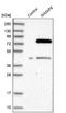 GTPase, IMAP Family Member 8 antibody, NBP1-85060, Novus Biologicals, Western Blot image 