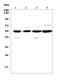 Cyclin B2 antibody, A02040-1, Boster Biological Technology, Western Blot image 