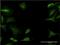 Cytochrome P450 Family 1 Subfamily A Member 2 antibody, H00001544-M10, Novus Biologicals, Immunocytochemistry image 