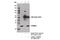 Progesterone Receptor Membrane Component 1 antibody, 13856P, Cell Signaling Technology, Immunoprecipitation image 